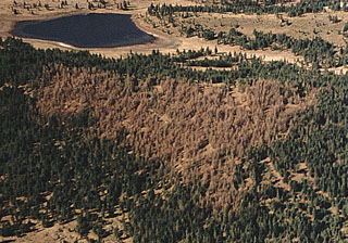 Douglas-fir Tussock Moth infestation - Medical Spr OR - 1973